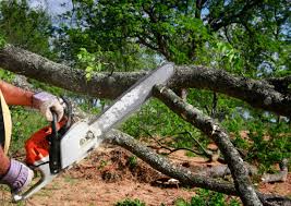 Best Root Management and Removal  in Langston, OK