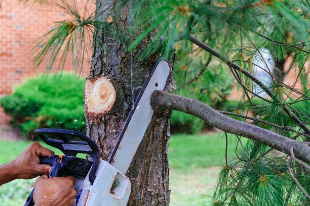 Best Hedge Trimming  in Langston, OK